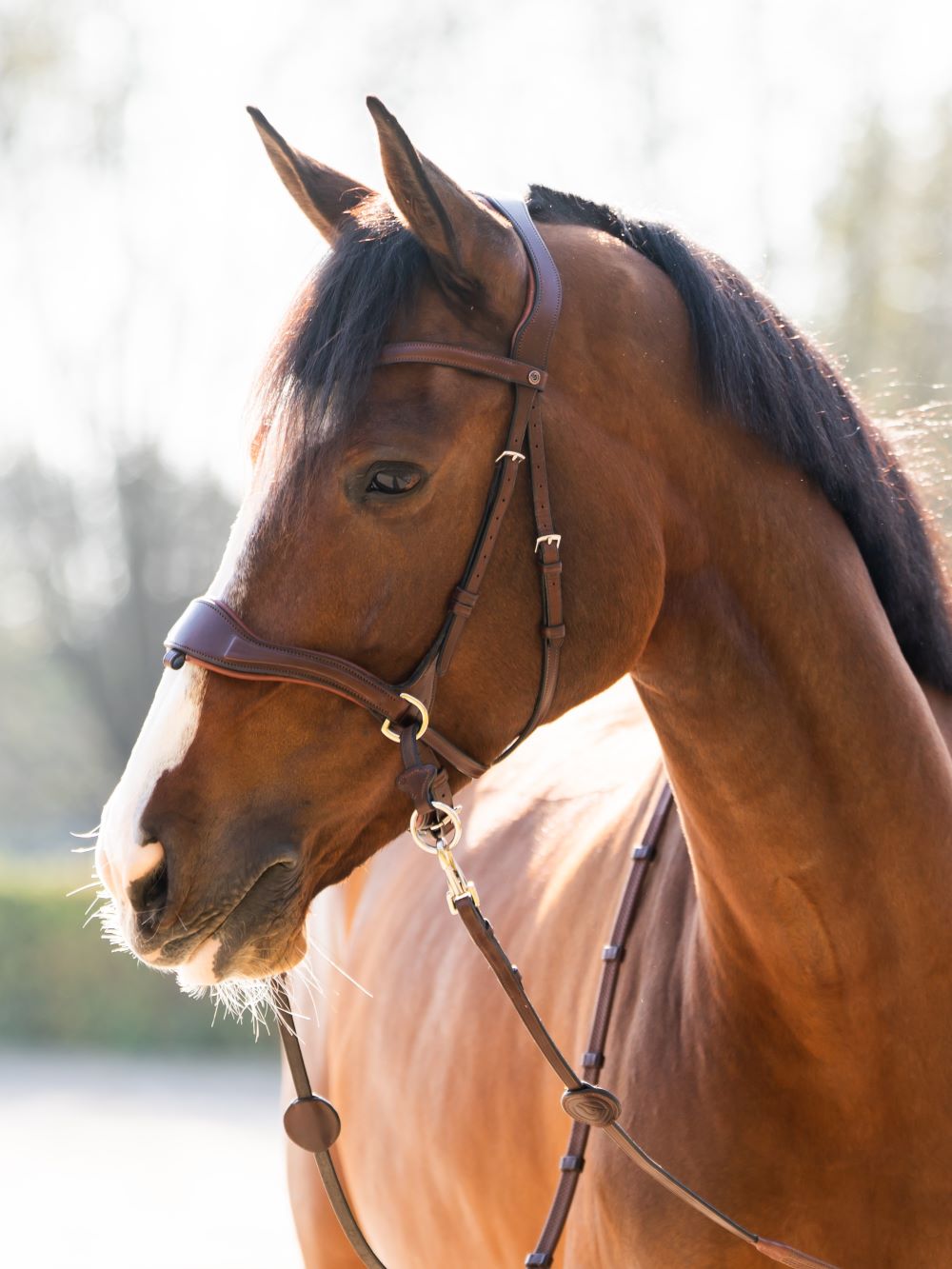 TRUST hoofdstel Falsterbo T-Motion zilveren gespen Bruin Bruin Cob