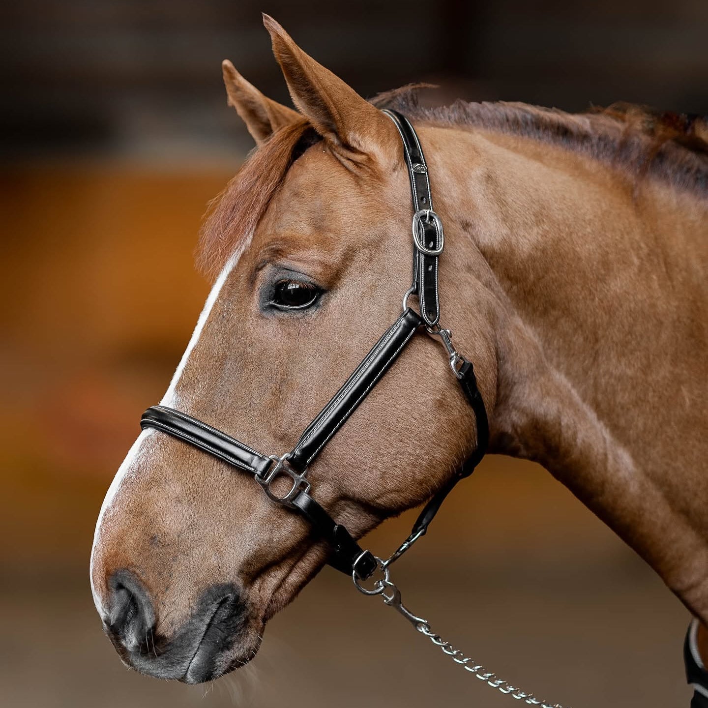 HFI Leren Halster Little Groom Zwart