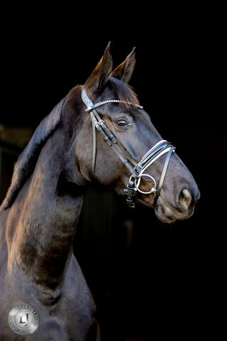 LJ Leathers Bridon Pro Selected La muserolle vernie Sunline Noir