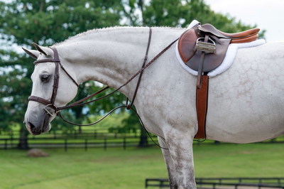 Hunter & Équitation