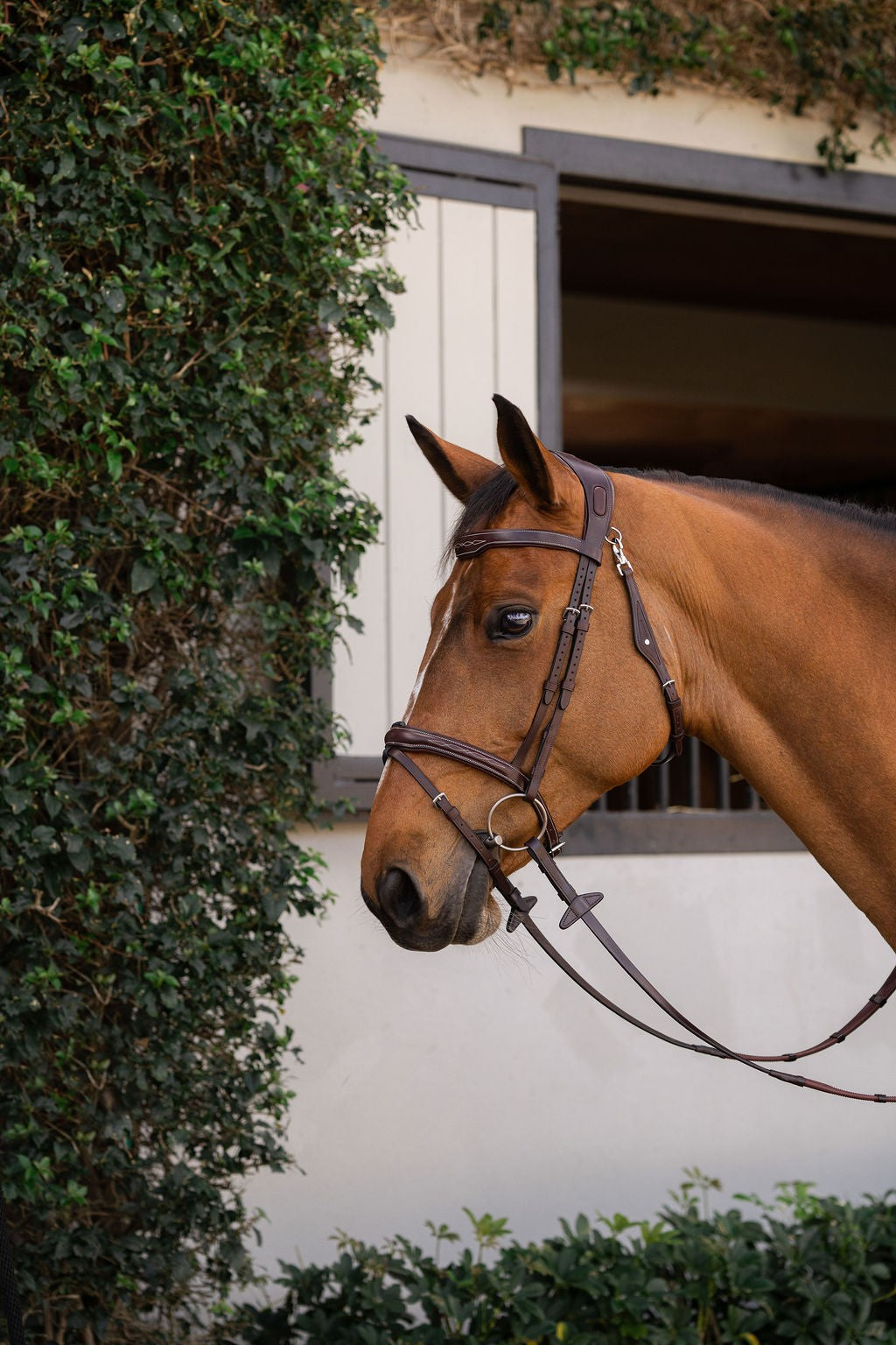 Equiline Hoofdstel Anatomisch smal gecombineerde neusriem
