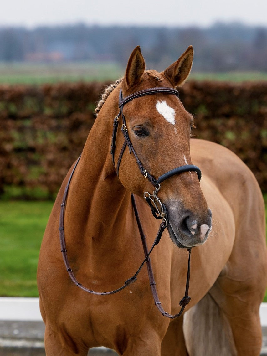 TRUST filet Hickstead Hackamore avec boucles dorées Marron