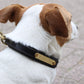 Collier en cuir et laisse pour chien Eskadron E-Dog Marron