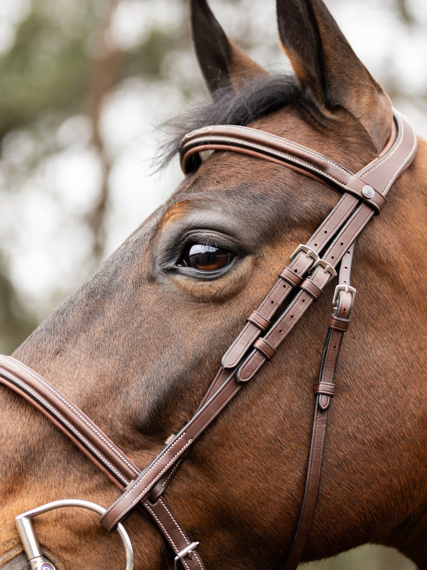 Harnais TRUST Hunter Kentucky boucle en argent Marron