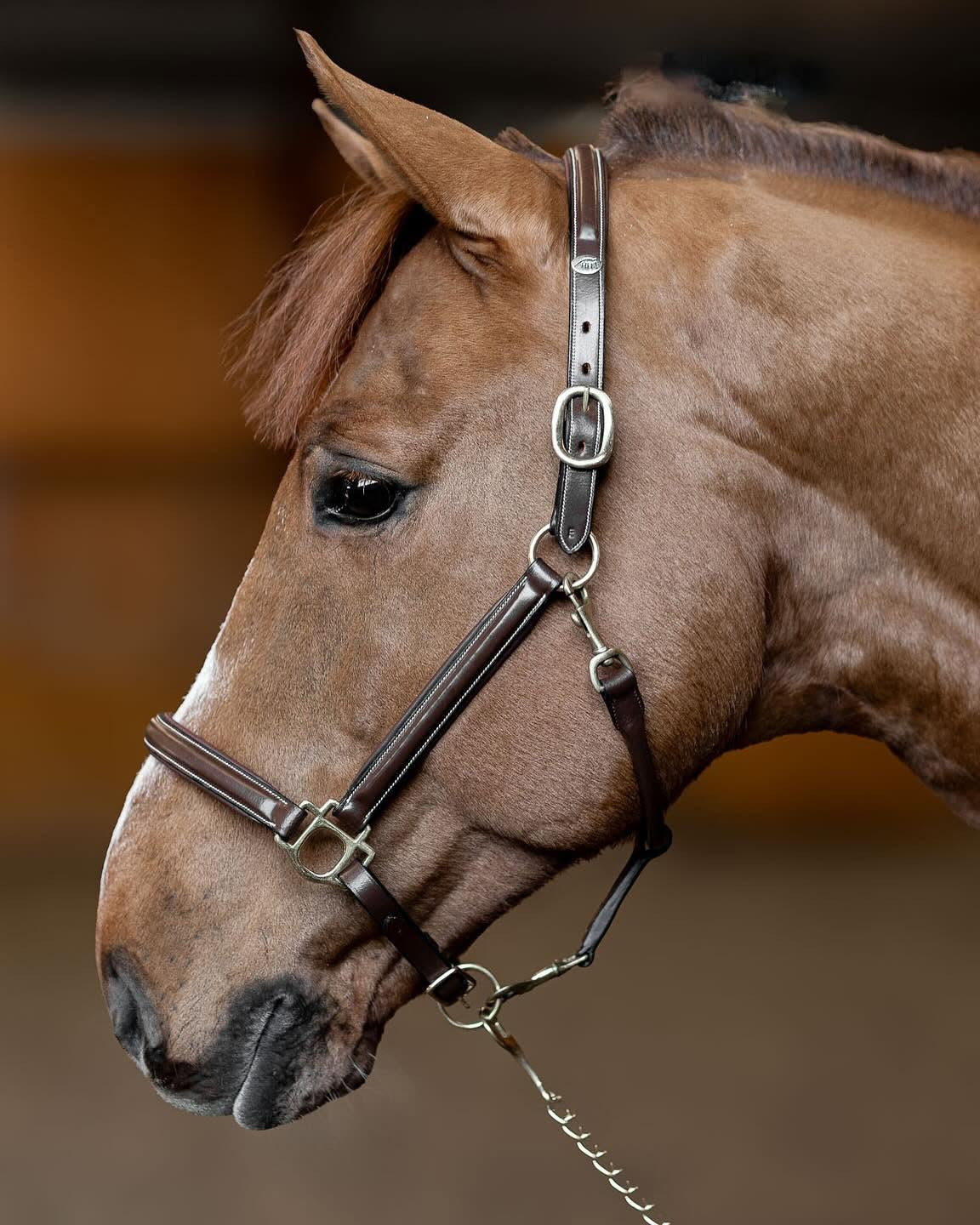 HFI Licol en Cuir Little Groom