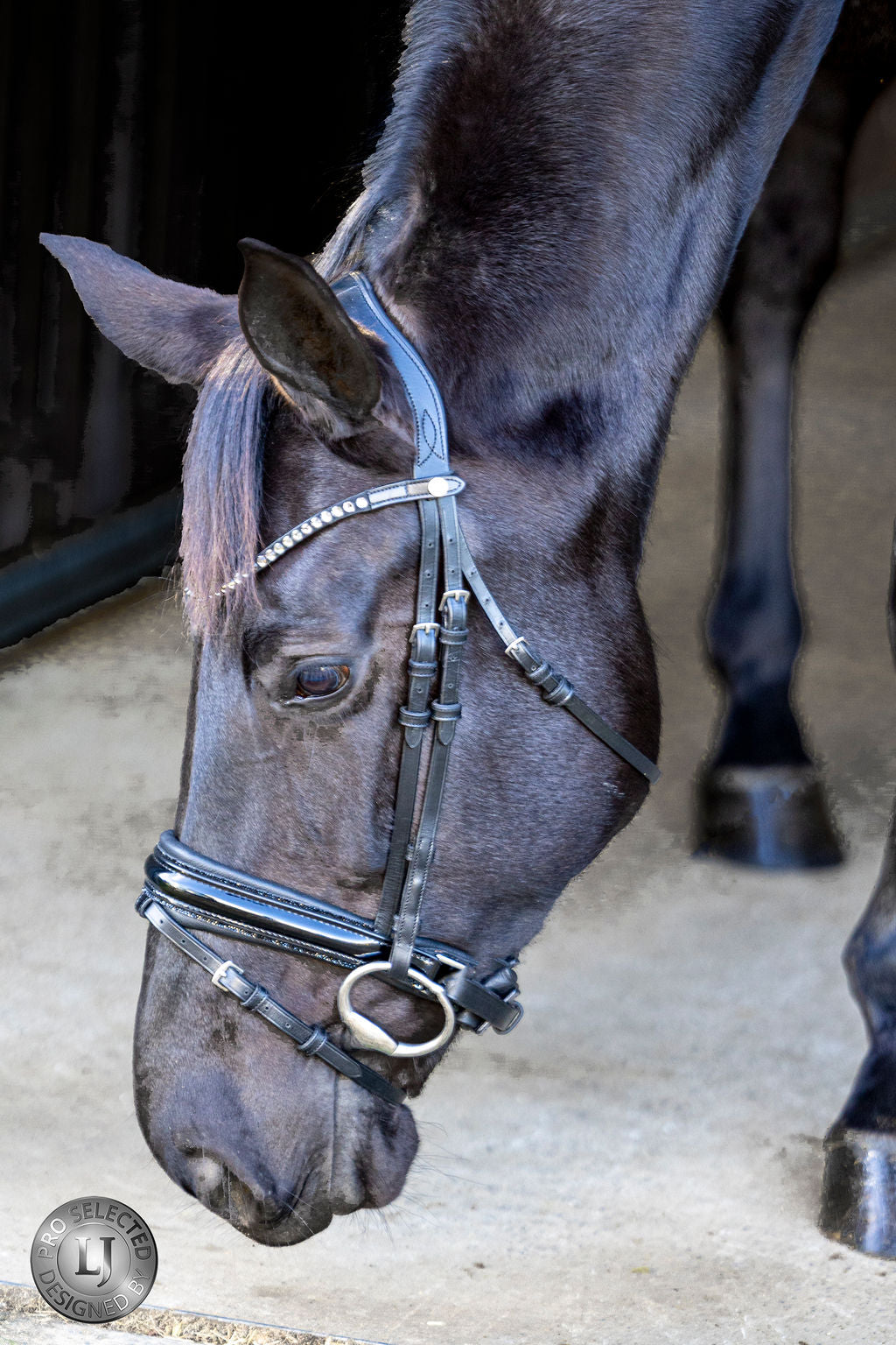 LJ Leathers Hoofdstel Pro Selected aansnoerneusriem met lak Sunline Zwart
