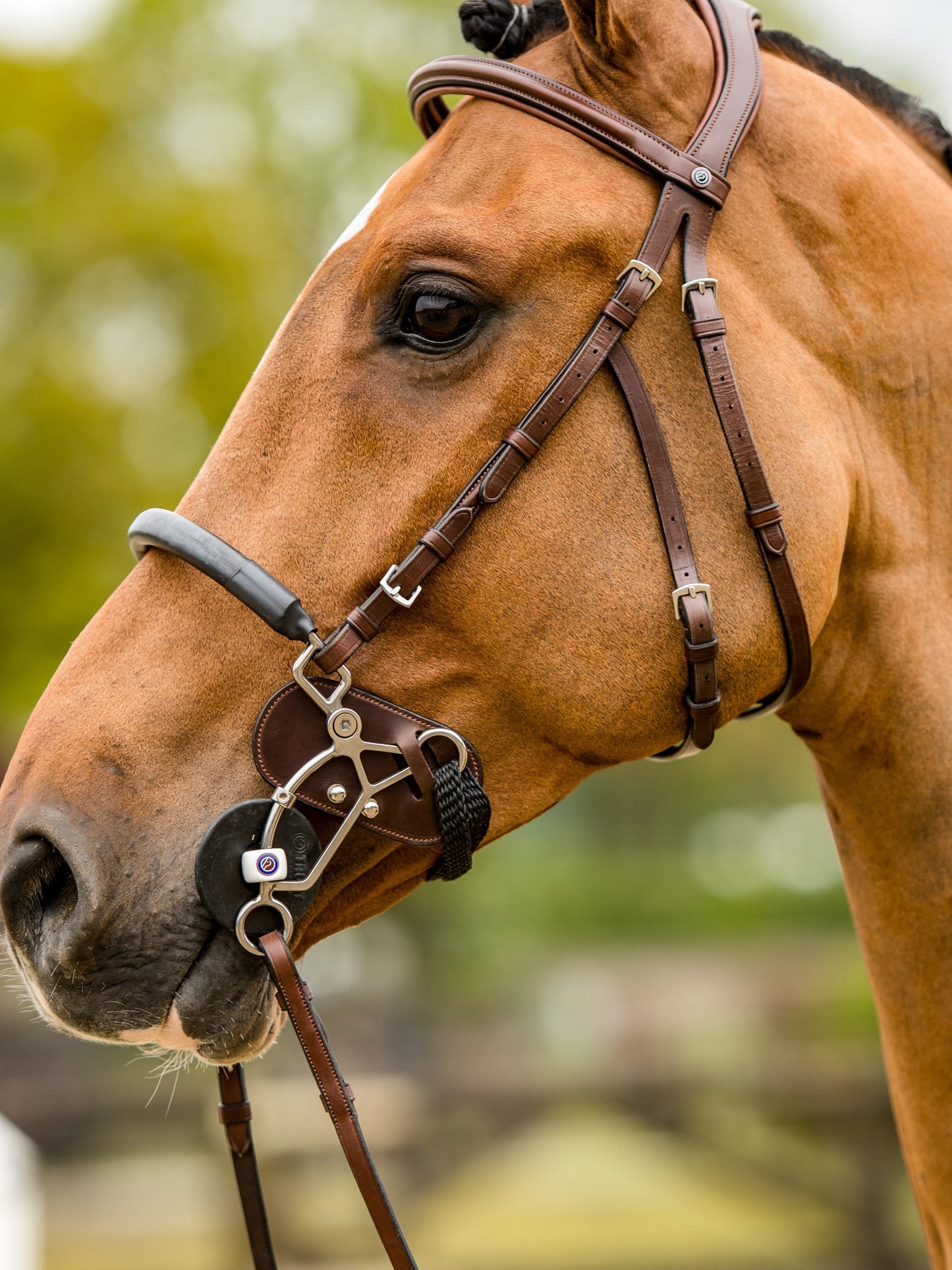 TRUST filet Hickstead Hackamore avec boucles en argent Marron