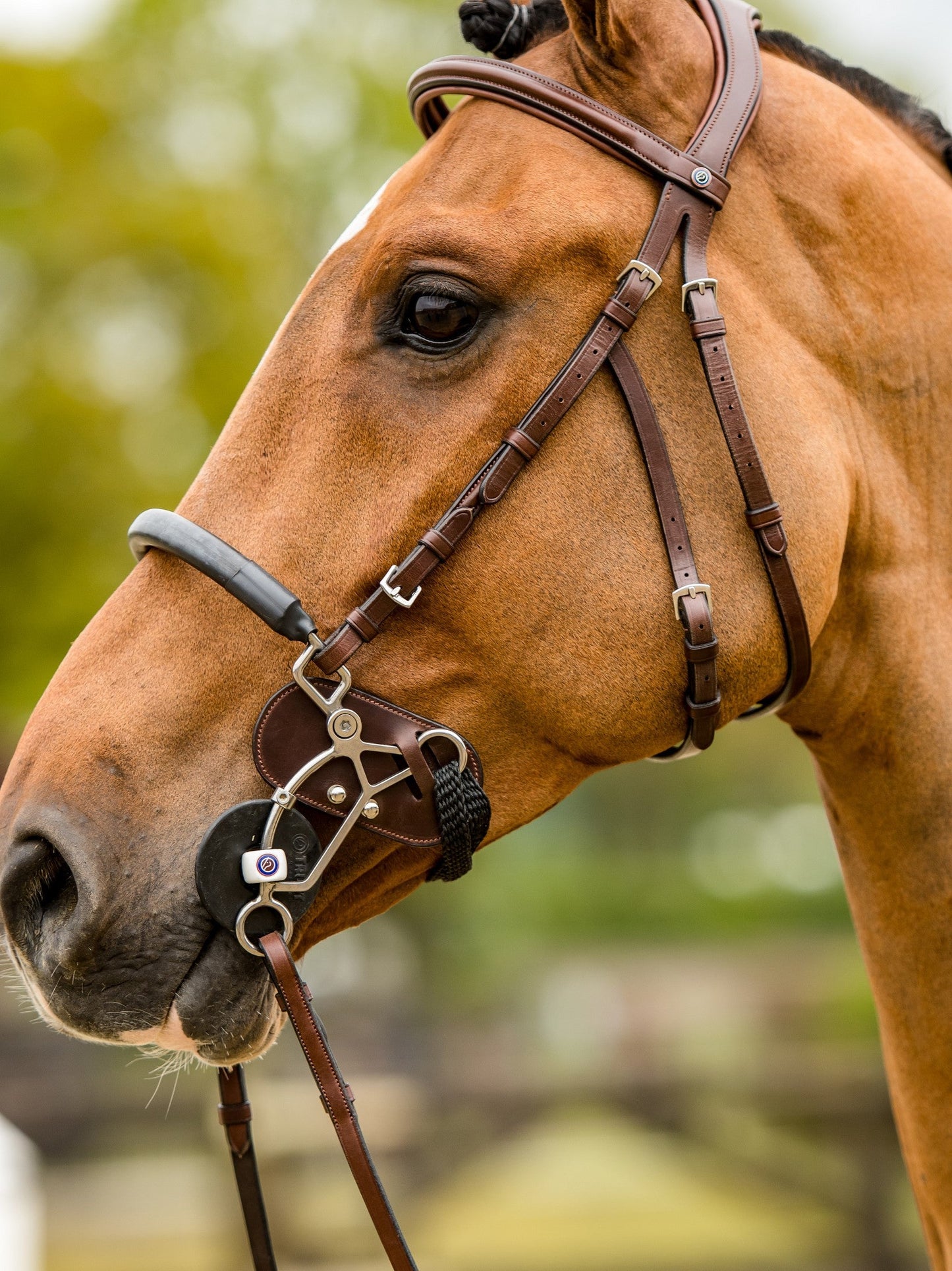TRUST filet Hickstead Hackamore avec boucles en argent Marron