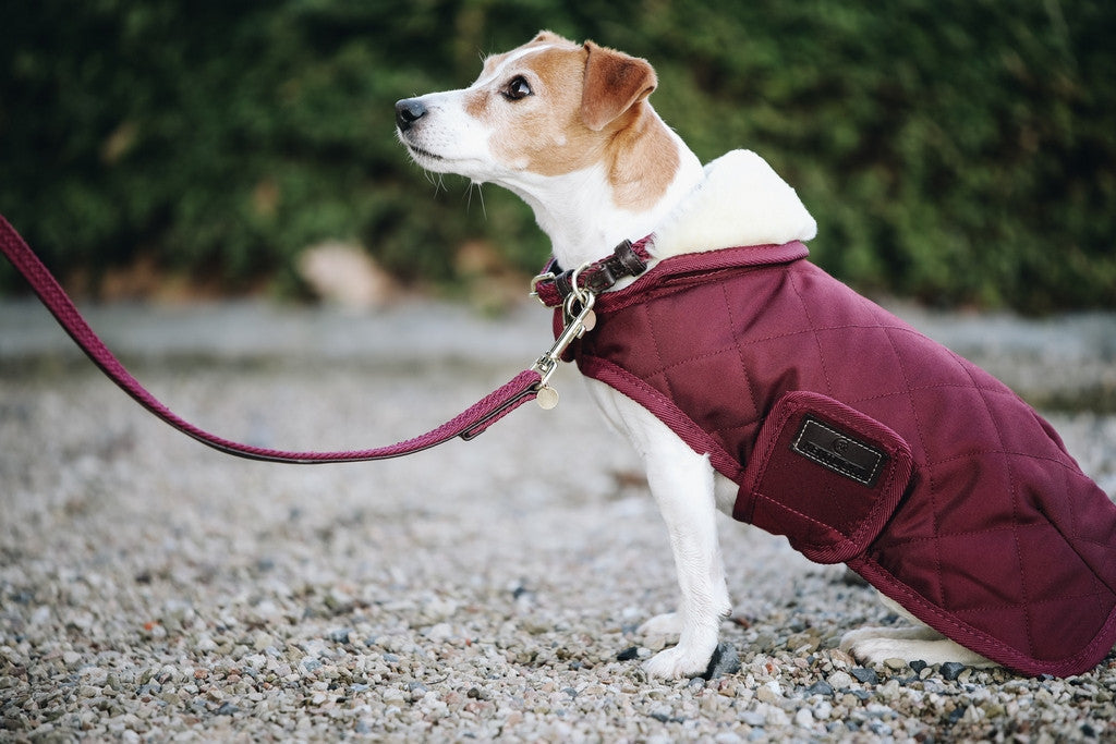 Laisse en nylon tressé Kentucky Dogwear