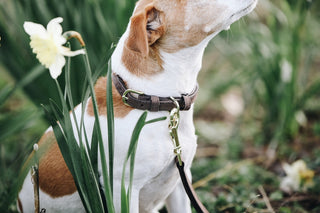 Collier en velours Kentucky Dogwear