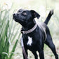 Collier Triangle Kentucky Dogwear