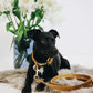 Laisse pour chien en velours Kentucky Dogwear