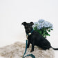 Laisse pour chien en velours Kentucky Dogwear