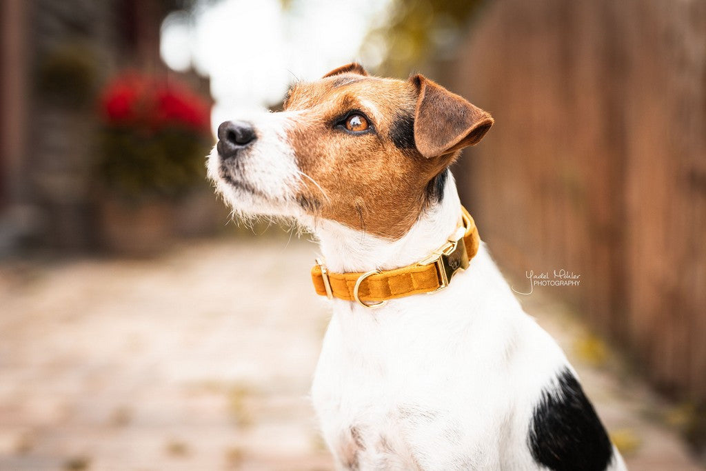 Collier pour chien Kentucky Dogwear Velvet