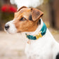Collier pour chien Kentucky Dogwear Velvet