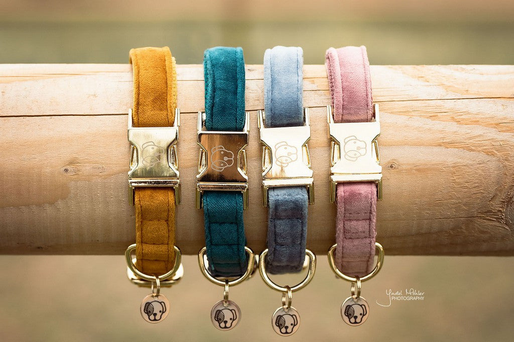 Collier pour chien Kentucky Dogwear Velvet