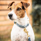 Collier pour chien Kentucky Dogwear Velvet
