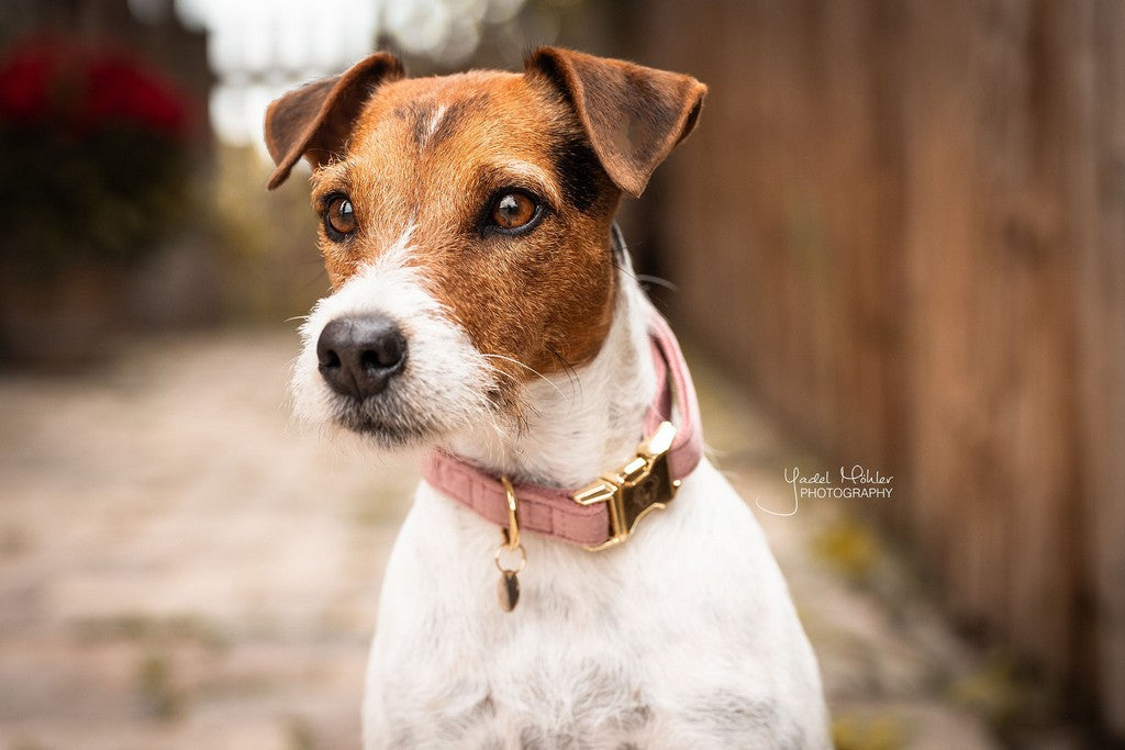 Collier pour chien Kentucky Dogwear Velvet