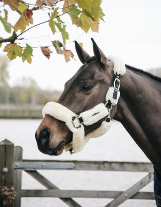 Kentucky Horsewear transporthalster wol Beige