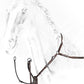 Equiline harnais marron